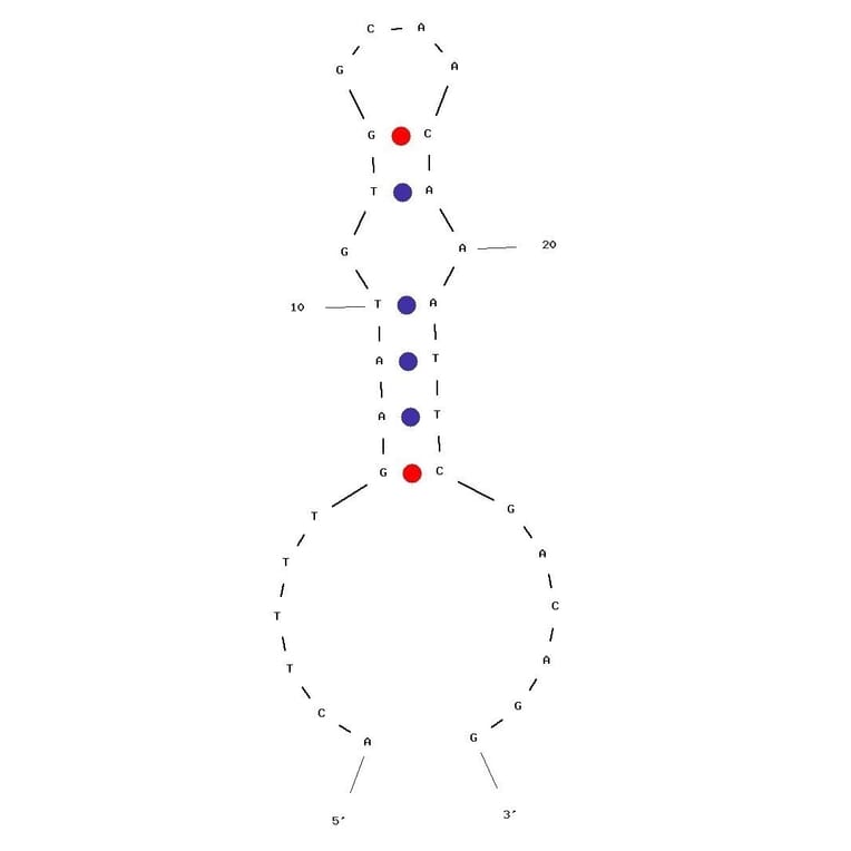 Secondary Structure - Anti-Heparanase / HPSE1 Aptamer [1.5 M Short] (Biotin) (A321023) - Antibodies.com