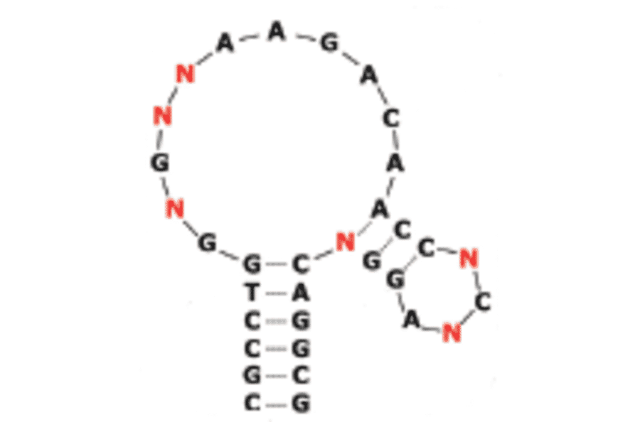 Secondary Structure - Anti-Insulin Receptor Aptamer [IR-A48] (Biotin) (A321024) - Antibodies.com