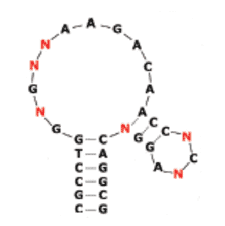 Secondary Structure - Anti-Insulin Receptor Aptamer [IR-A48] (Biotin) (A321024) - Antibodies.com