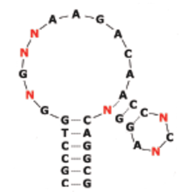 Secondary Structure - Anti-Insulin Receptor Aptamer [IR-A48] (Biotin) (A321024) - Antibodies.com