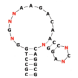 Secondary Structure - Anti-Insulin Receptor Aptamer [IR-A48] (Biotin) (A321024) - Antibodies.com