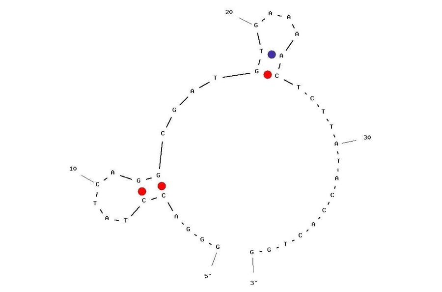 Secondary Structure - Anti-Vesicular Stomatitis Virus Aptamer (Biotin) (A321025) - Antibodies.com