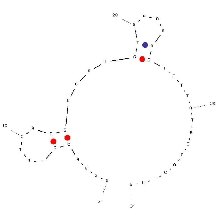 Secondary Structure - Anti-Vesicular Stomatitis Virus Aptamer (Biotin) (A321025) - Antibodies.com