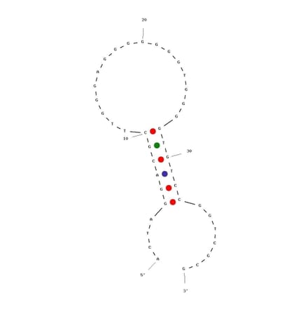 Secondary Structure - Anti-Anti-Vesicular Stomatitis Virus Antibody Aptamer (Biotin) (A321026) - Antibodies.com