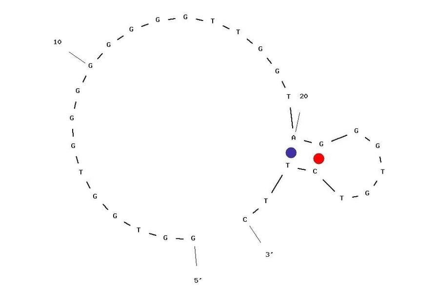 Secondary Structure - Anti-Insulin Aptamer [IBA] (Biotin) (A321027) - Antibodies.com