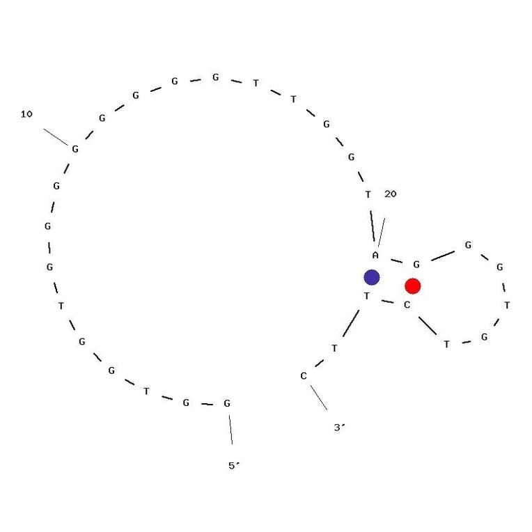 Secondary Structure - Anti-Insulin Aptamer [IBA] (Biotin) (A321027) - Antibodies.com