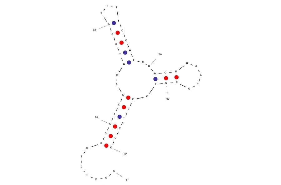 Secondary Structure - Anti-Estrogen Aptamer [BES.1] (Biotin) (A321028) - Antibodies.com