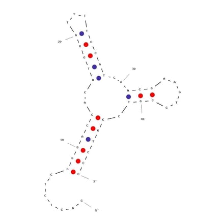 Secondary Structure - Anti-Estrogen Aptamer [BES.1] (Biotin) (A321028) - Antibodies.com