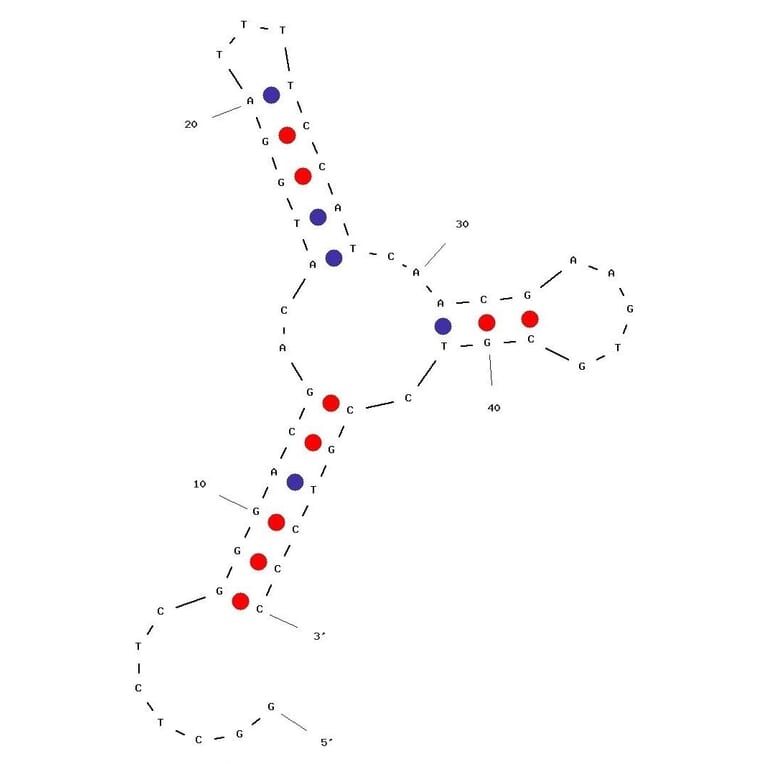 Secondary Structure - Anti-Estrogen Aptamer [BES.1] (Biotin) (A321028) - Antibodies.com