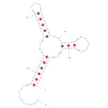 Secondary Structure - Anti-Estrogen Aptamer [BES.1] (Biotin) (A321028) - Antibodies.com