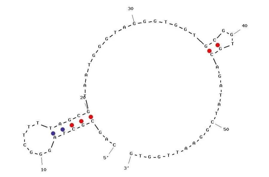Secondary Structure - Anti-Thrombin Aptamer (Biotin) (A321029) - Antibodies.com