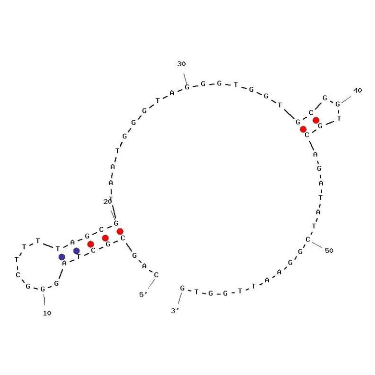 Secondary Structure - Anti-Thrombin Aptamer (Biotin) (A321029) - Antibodies.com