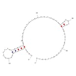 Secondary Structure - Anti-Thrombin Aptamer (Biotin) (A321029) - Antibodies.com