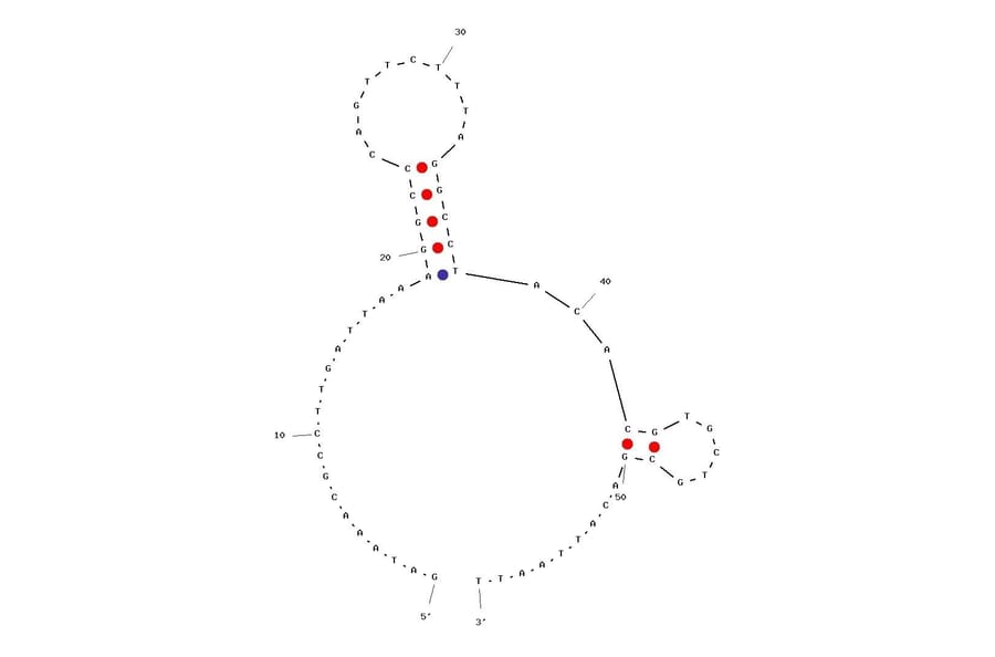 Secondary Structure - Anti-Apolipoprotein E Aptamer (Biotin) (A321030) - Antibodies.com