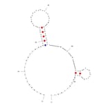 Secondary Structure - Anti-Apolipoprotein E Aptamer (Biotin) (A321030) - Antibodies.com