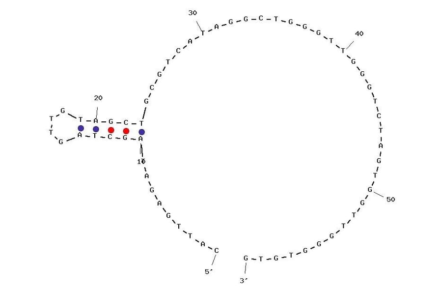 Secondary Structure - Anti-Plasminogen Activator Inhibitor 1 Aptamer [PAI-1 01] (Biotin) (A321031) - Antibodies.com