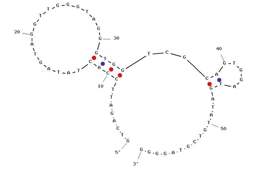 Secondary Structure - Anti-4-1BBL Aptamer (Biotin) (A321032) - Antibodies.com