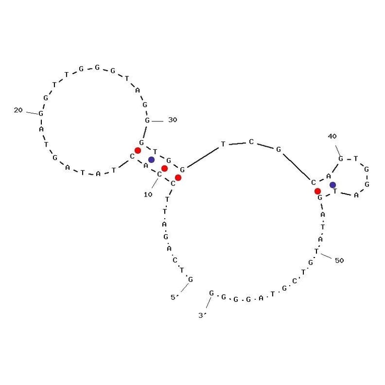 Secondary Structure - Anti-4-1BBL Aptamer (Biotin) (A321032) - Antibodies.com