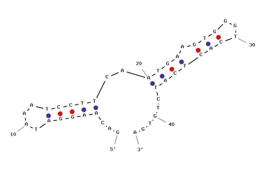 Secondary Structure - Anti-Cocaine Aptamer (Biotin) (A321033) - Antibodies.com