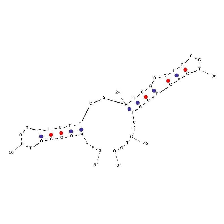 Secondary Structure - Anti-Cocaine Aptamer (Biotin) (A321033) - Antibodies.com