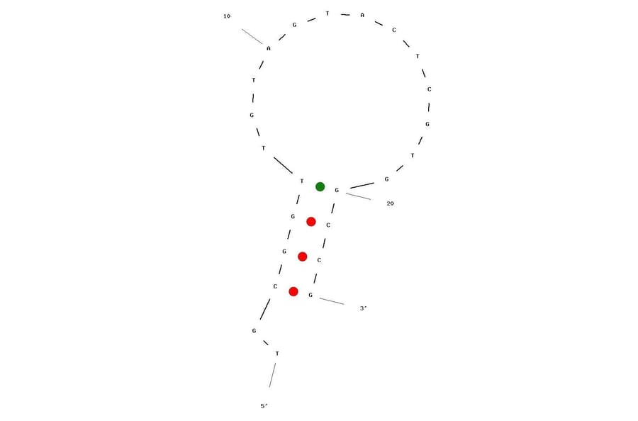 Secondary Structure - Anti-GHSA Aptamer (Biotin) (A321034) - Antibodies.com