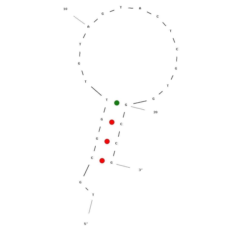 Secondary Structure - Anti-GHSA Aptamer (Biotin) (A321034) - Antibodies.com
