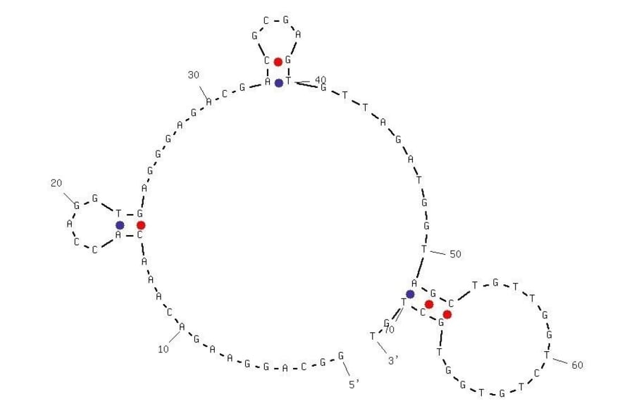 Secondary Structure - Anti-Hemoglobin Aptamer (Biotin) (A321035) - Antibodies.com