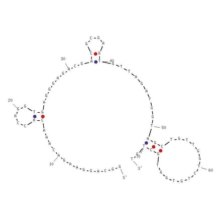 Secondary Structure - Anti-Hemoglobin Aptamer (Biotin) (A321035) - Antibodies.com