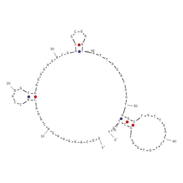 Secondary Structure - Anti-Hemoglobin Aptamer (Biotin) (A321035) - Antibodies.com
