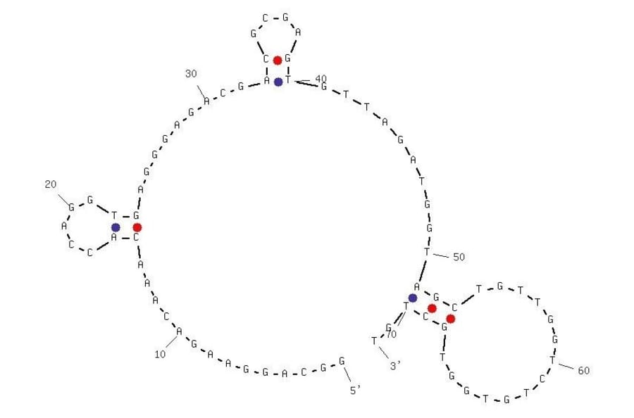 Secondary Structure - Anti-Hemoglobin A1c Aptamer (Biotin) (A321036) - Antibodies.com