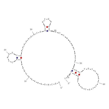 Secondary Structure - Anti-Hemoglobin A1c Aptamer (Biotin) (A321036) - Antibodies.com