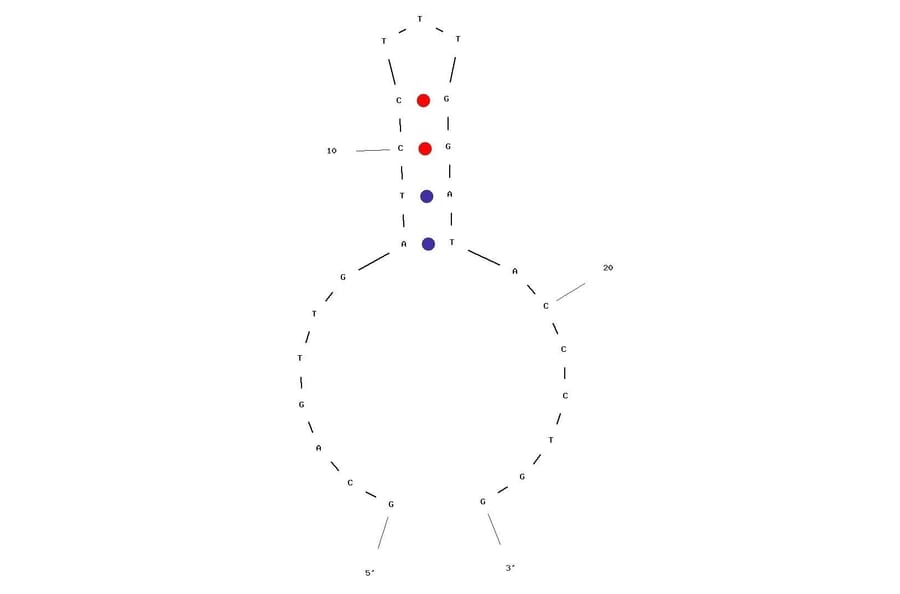 Secondary Structure - Anti-MUC1 Aptamer [S2.2] (Biotin) (A321038) - Antibodies.com