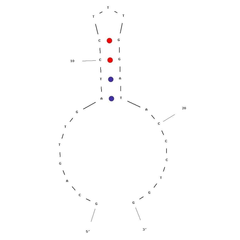Secondary Structure - Anti-MUC1 Aptamer [S2.2] (Biotin) (A321038) - Antibodies.com