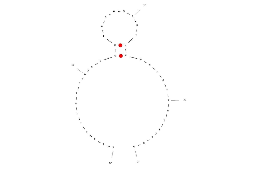 Secondary Structure - Anti-Lysozyme Aptamer (Biotin) (A321039) - Antibodies.com