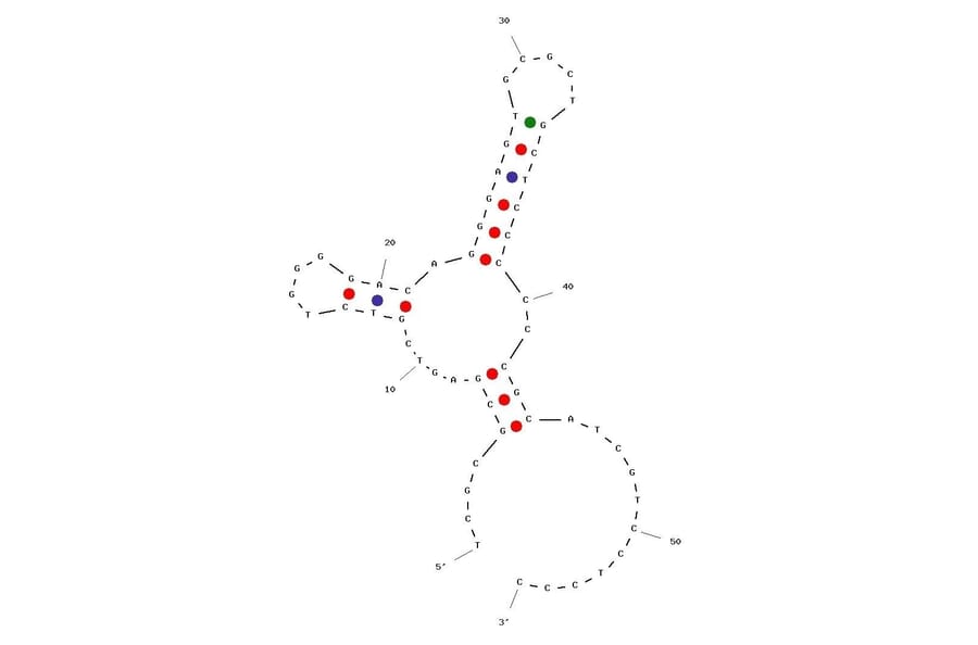 Secondary Structure - Anti-Peptidoglycan Aptamer [Antibac1] (Biotin) (A321040) - Antibodies.com