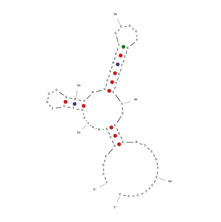 Secondary Structure - Anti-Peptidoglycan Aptamer [Antibac1] (Biotin) (A321040) - Antibodies.com