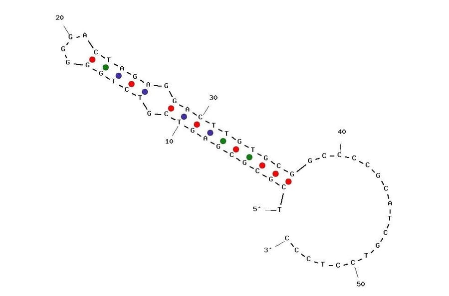 Secondary Structure - Anti-Peptidoglycan Aptamer [Antibac 2] (Biotin) (A321041) - Antibodies.com