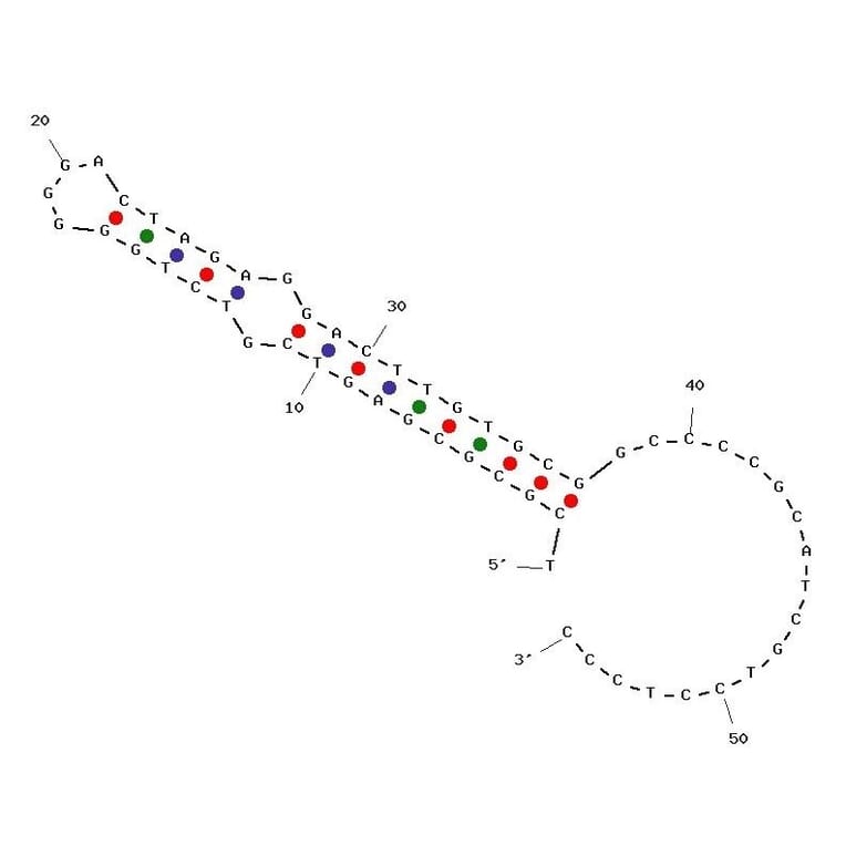 Secondary Structure - Anti-Peptidoglycan Aptamer [Antibac 2] (Biotin) (A321041) - Antibodies.com