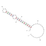 Secondary Structure - Anti-Peptidoglycan Aptamer [Antibac 2] (Biotin) (A321041) - Antibodies.com
