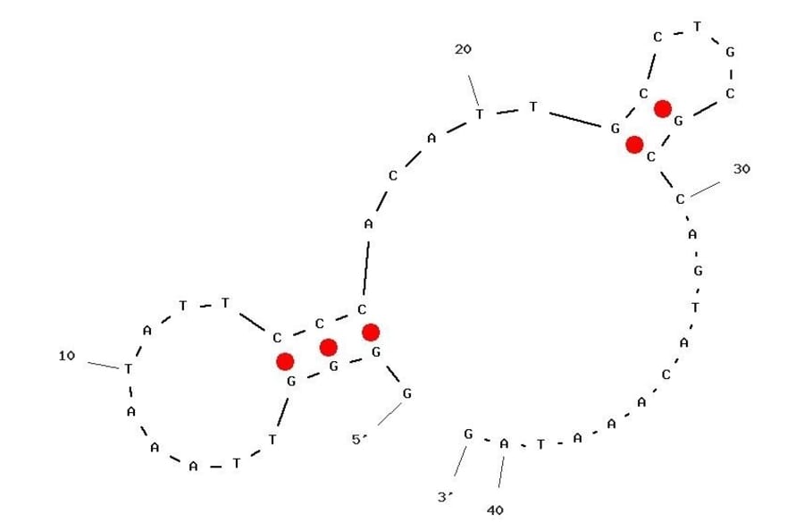 Secondary Structure - Anti-DEK Aptamer [DTA-64] (Biotin) (A321042) - Antibodies.com