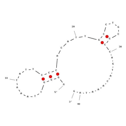 Secondary Structure - Anti-DEK Aptamer [DTA-64] (Biotin) (A321042) - Antibodies.com