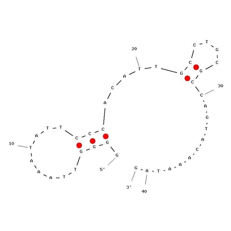 Secondary Structure - Anti-DEK Aptamer [DTA-64] (Biotin) (A321042) - Antibodies.com