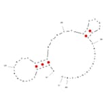 Secondary Structure - Anti-DEK Aptamer [DTA-64] (Biotin) (A321042) - Antibodies.com