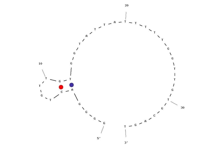 Secondary Structure - Anti-Cadmium II Aptamer (Biotin) (A321043) - Antibodies.com