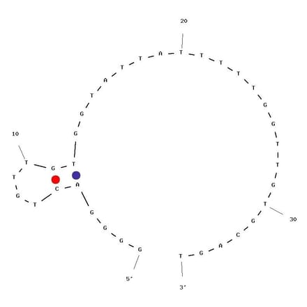 Secondary Structure - Anti-Cadmium II Aptamer (Biotin) (A321043) - Antibodies.com