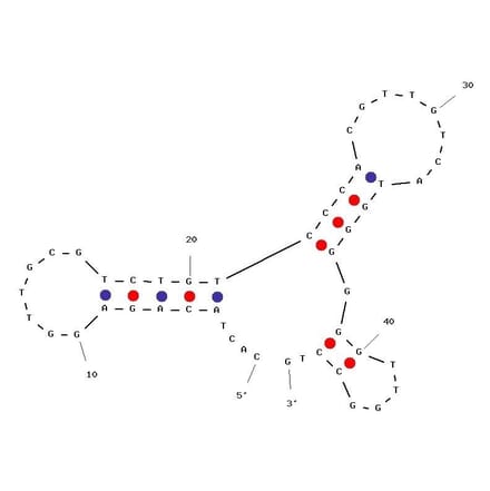 Secondary Structure - Anti-EpCAM Aptamer [SYL3C] (Biotin) (A321044) - Antibodies.com