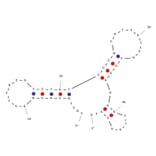 Secondary Structure - Anti-EpCAM Aptamer [SYL3C] (Biotin) (A321044) - Antibodies.com