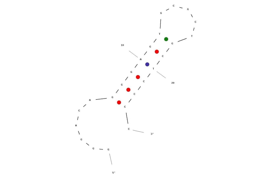 Secondary Structure - Anti-Peptidoglycan Aptamer [Antibac1] (Biotin) (A321045) - Antibodies.com