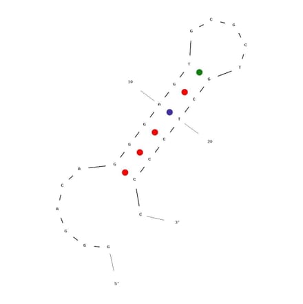 Secondary Structure - Anti-Peptidoglycan Aptamer [Antibac1] (Biotin) (A321045) - Antibodies.com
