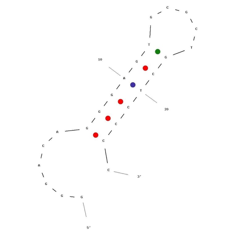 Secondary Structure - Anti-Peptidoglycan Aptamer [Antibac1] (Biotin) (A321045) - Antibodies.com